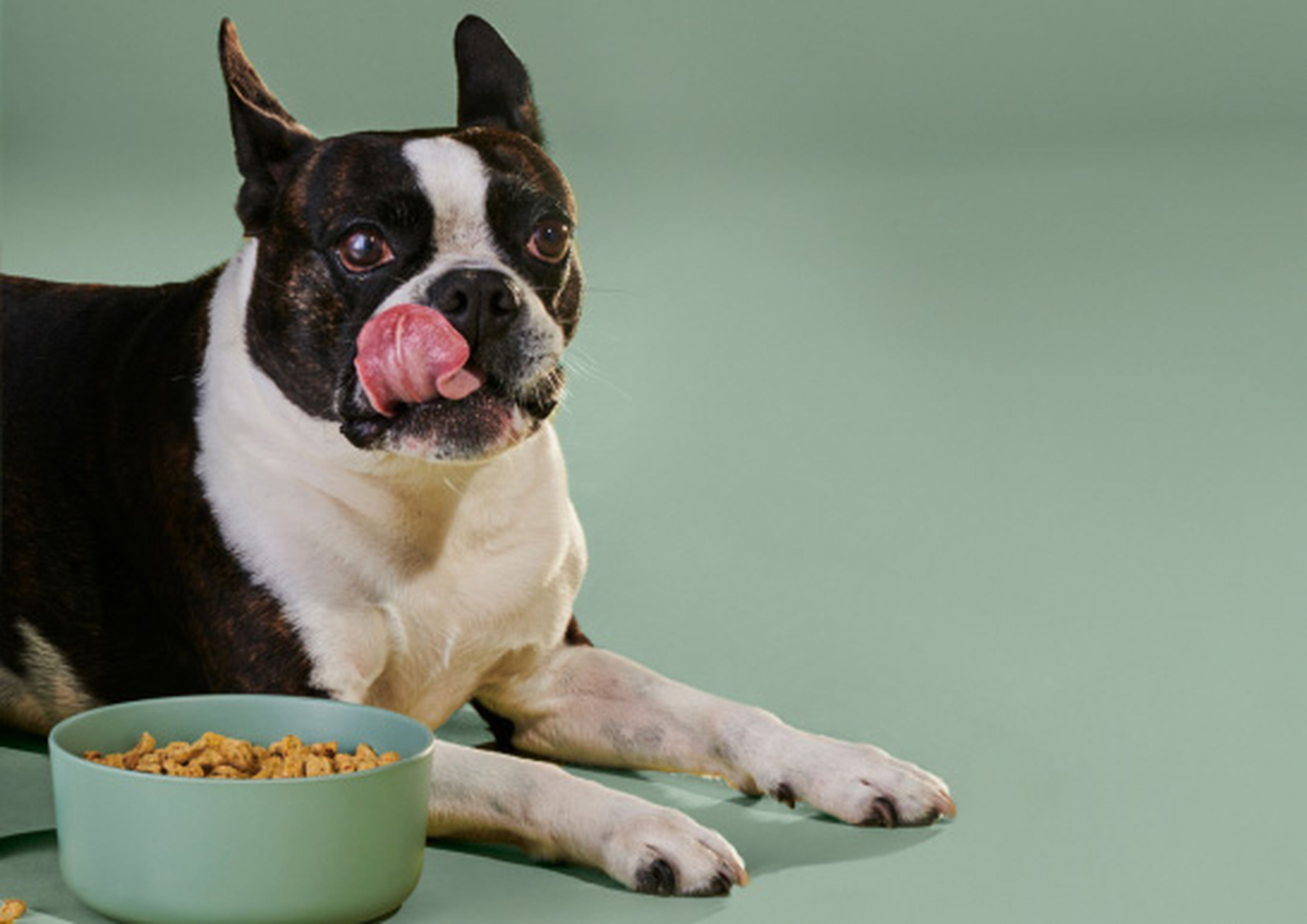 Small boston terrier eating out of a bowl