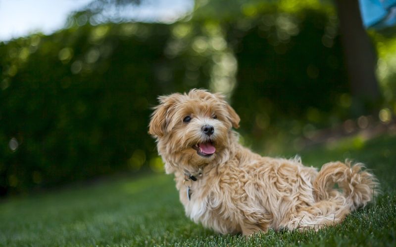 Best Dog Food for Maltipoos: Marvelous Meals for Your Majestic Mini 1 How to Choose Food for Your Maltipoo