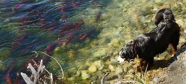 best dog food with salmon