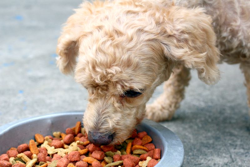 Best Low-Carb Dog Foods: Fresh, Dry, and Canned Options! 1 low-carb dog food